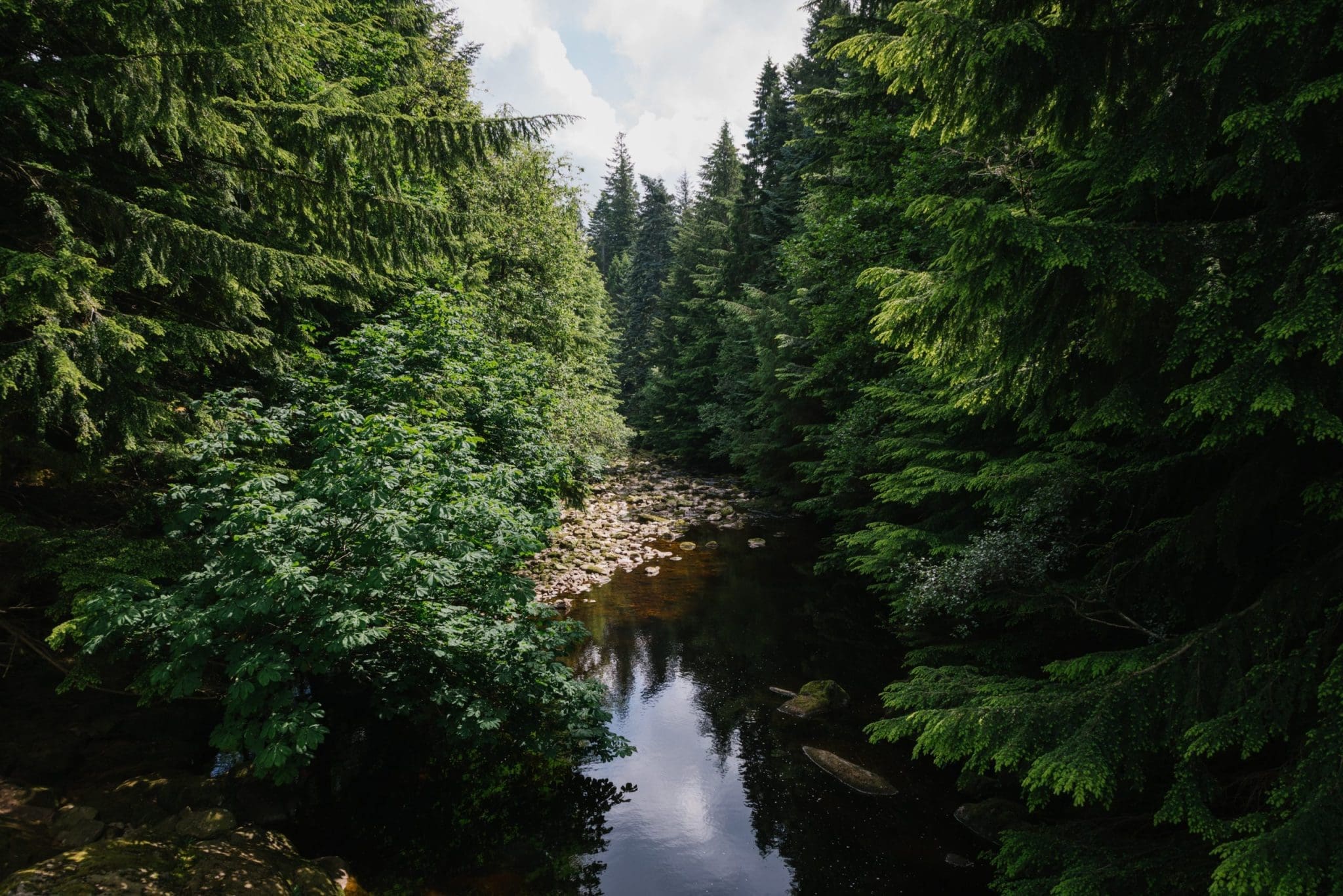 An image from the North Lodge Cabin collection. View of the river inbetween trees