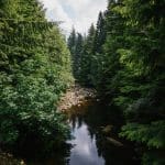 An image from the North Lodge Cabin collection. View of the river inbetween trees