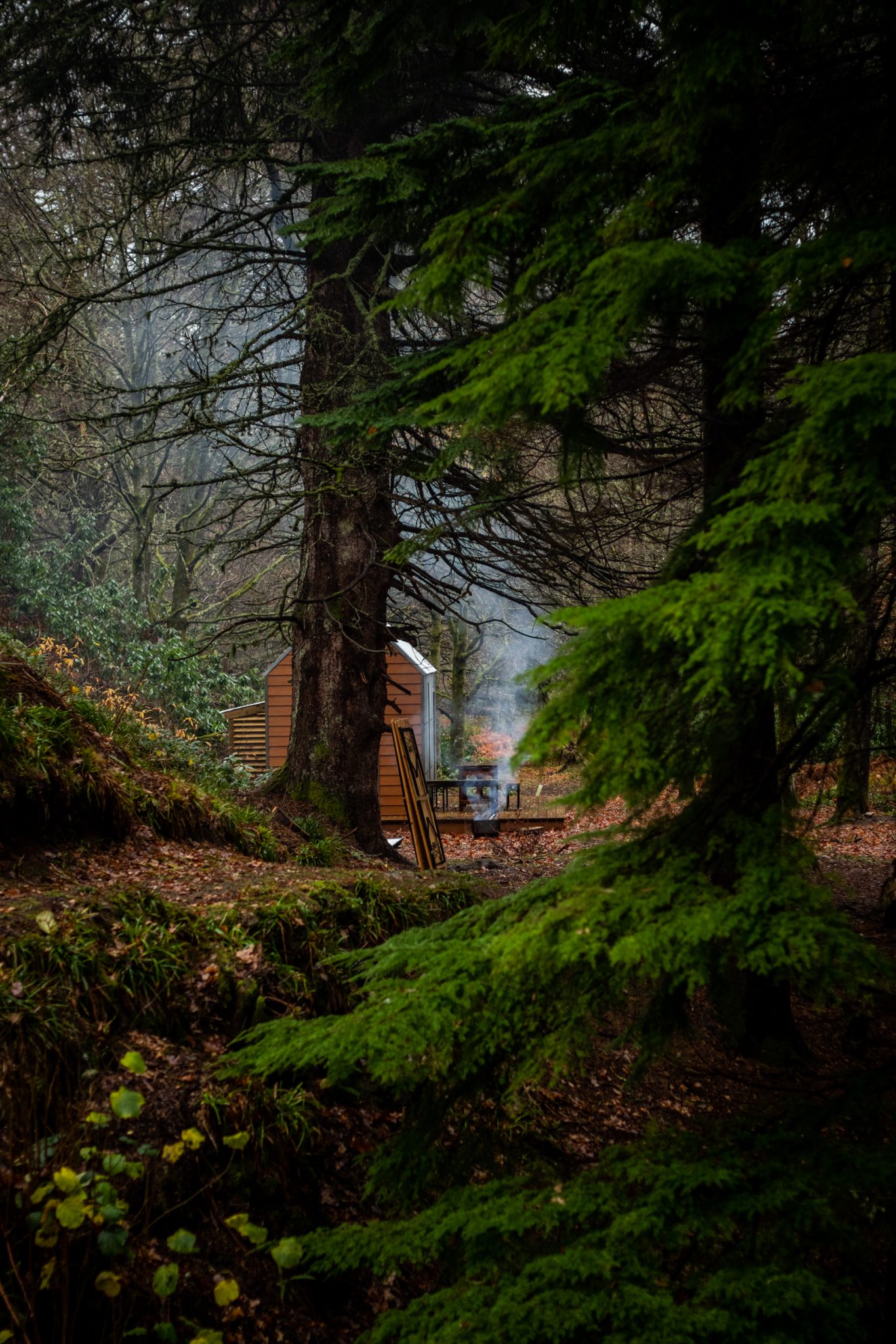 An image showing the strong green colour of the trees around the North Lodge Cabin, where you can see the smoke rising off of a lit fire pit.
