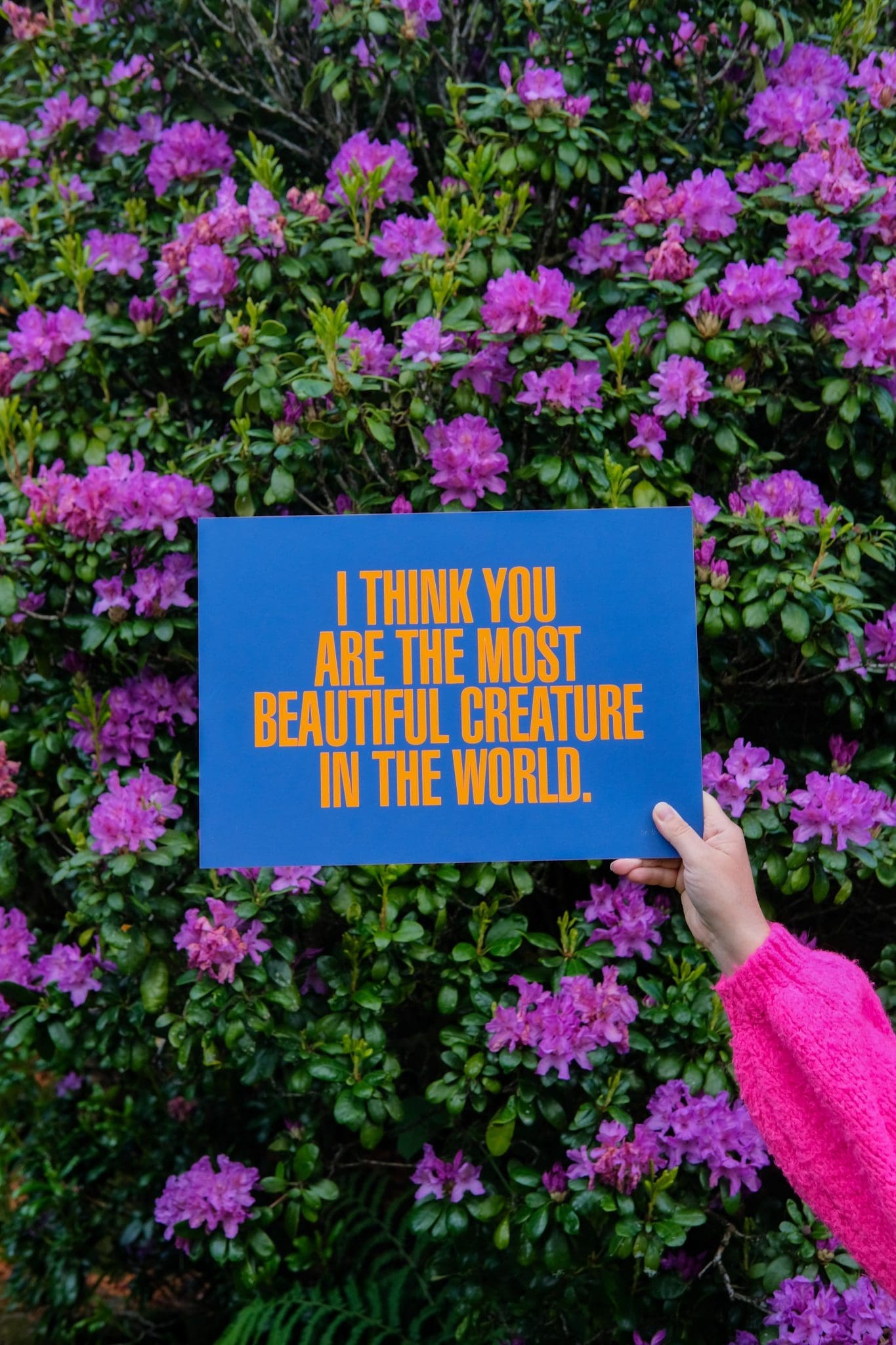 I Think You Are The Most Beautiful Creature In The World by On The Wing - Image 5
