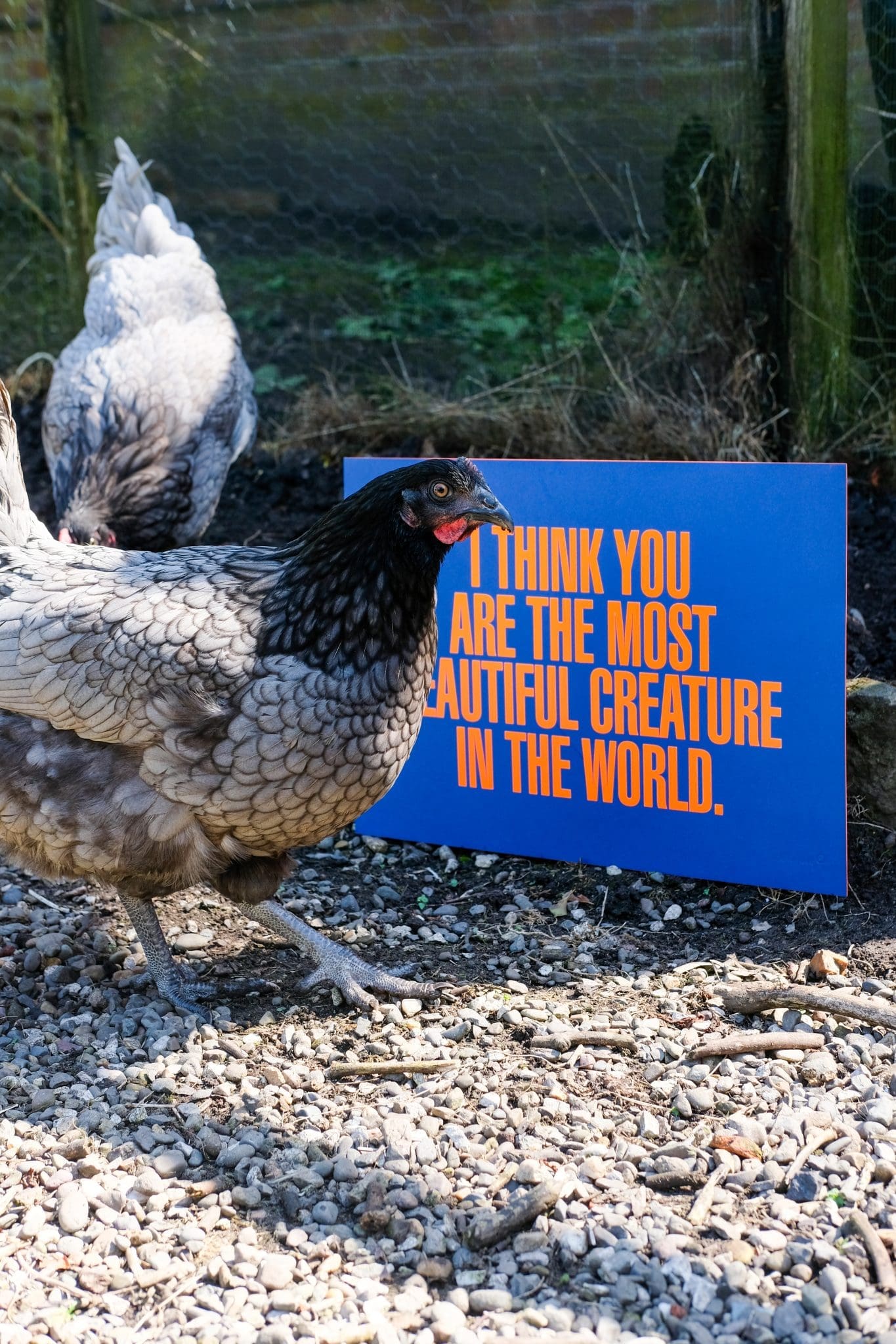 I Think You Are The Most Beautiful Creature In The World by On The Wing - Image 8