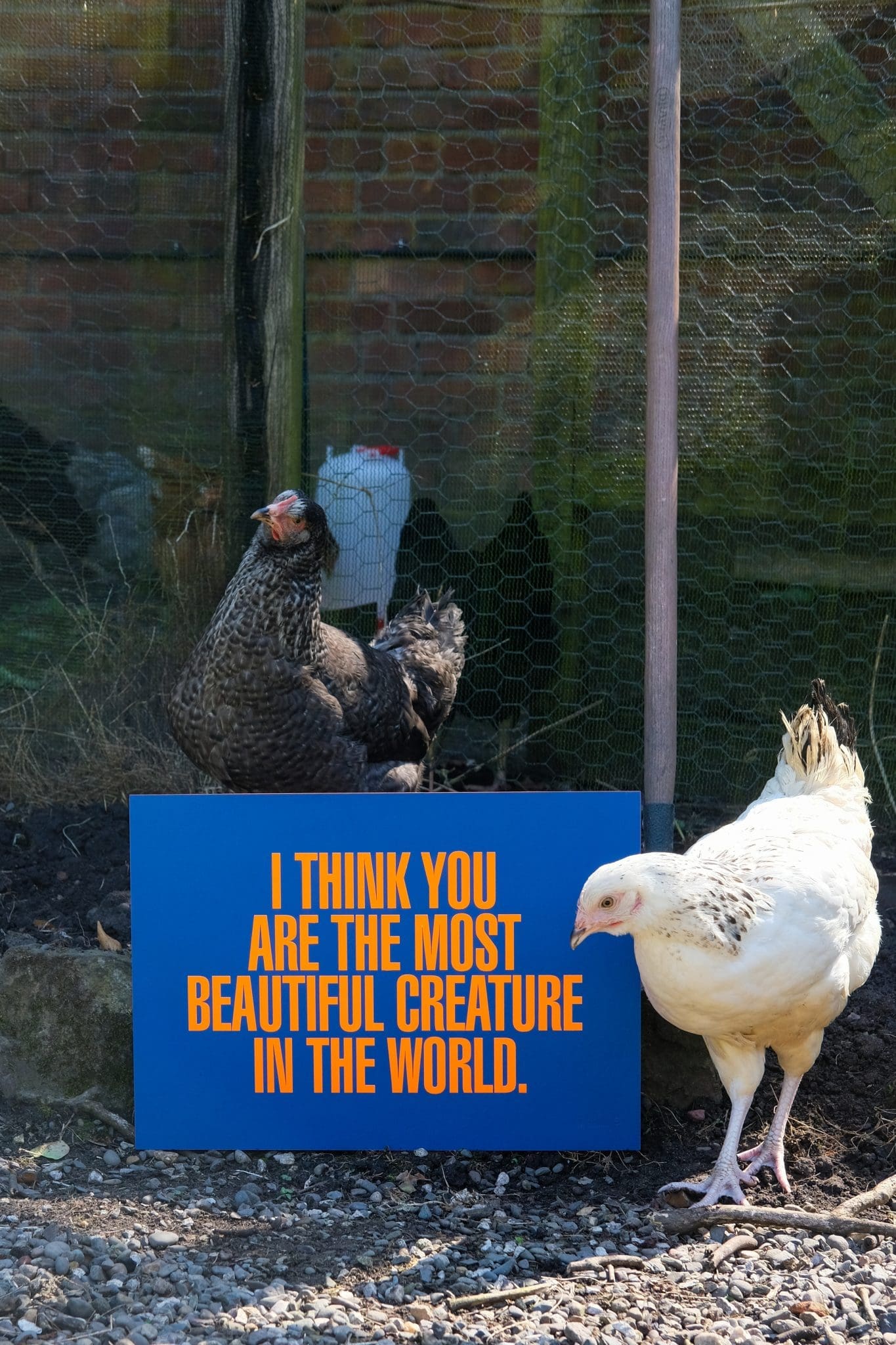 I Think You Are The Most Beautiful Creature In The World by On The Wing - Image 10